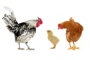 An Easy DIY Winter Chicken Waterer Image